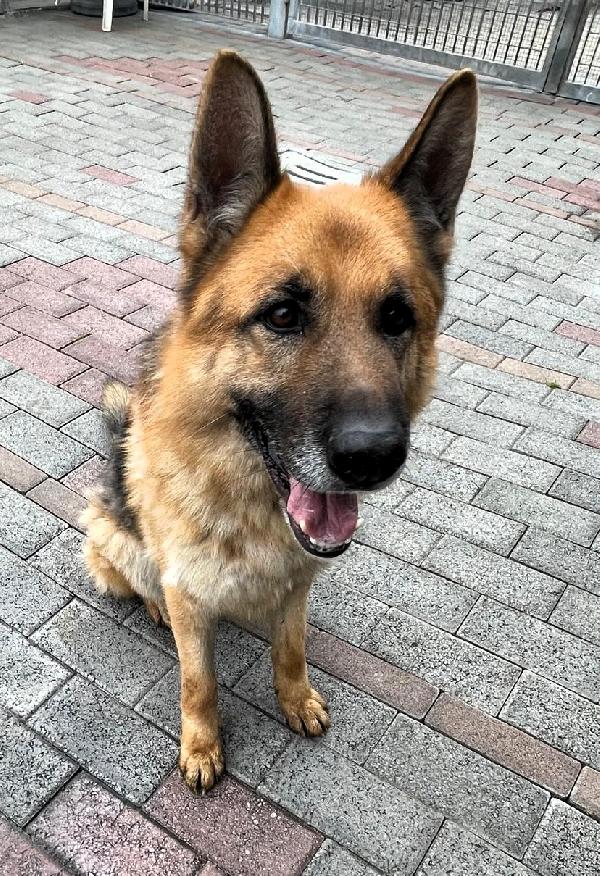 RAMOS PASTORE TEDESCO Foto 3